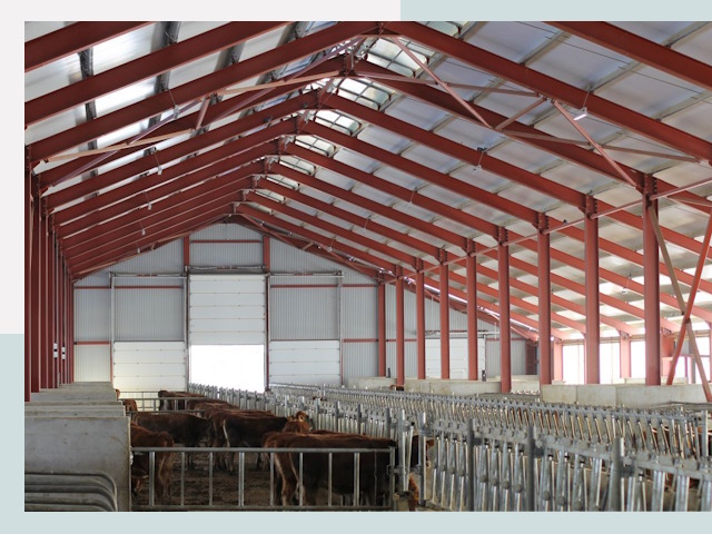 Строительство коровников в Пугачёве