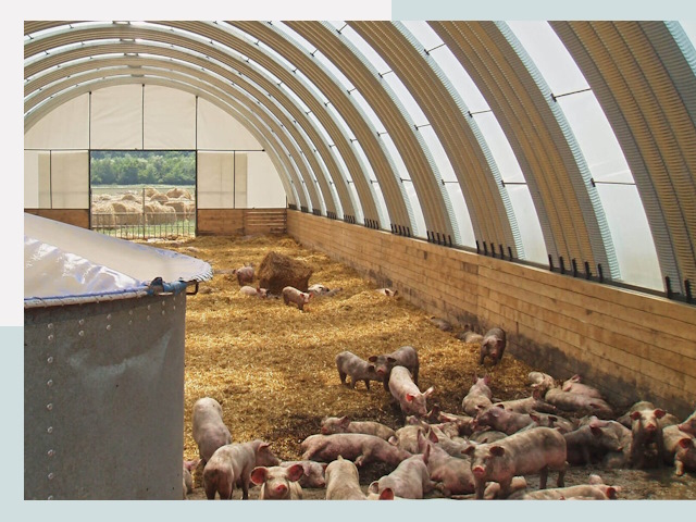 Строительство свинарников в Пугачёве