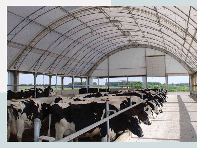 Тентовые коровники в Пугачёве